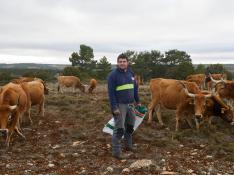 Vacas gallegas en los montes de Aliaga para alimentar a los países árabes