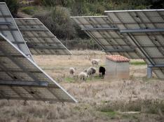 Un rebaño de ovejas, entre placas solares fotovoltaicas, a las afueras de San Martín del Río.