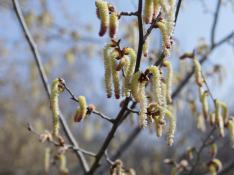 Álamos en floración en el Galacho de Juslibol con la llegada de la primavera.
