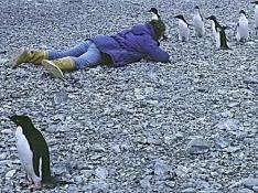 Pingüinos adelaida jóvenes, en la Antártida.