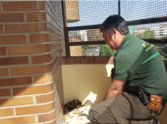 Agentes de Medio Ambiente del Ayuntamiento de Zaragoza rescatando a unos polluelos de ánade real en una terraza