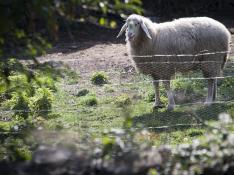 Roma estudia recurrir a ovejas 'cortacésped' para limpiar las malas hierbas de la ciudad