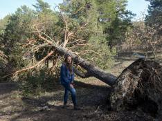 Orihuela critica la falta de ayudas para retirar pinos caídos por la nieve