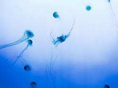 El tipo de medusas más frecuente implicado en las picaduras es el que pertenece al género Physalia.