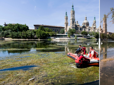 La población de mosca negra se reduce drásticamente en el Ebro y el Gállego