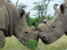 Rinocerontes sin cuernos para salvarlos de los furtivos