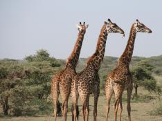 Una jirafa aplasta y hiere de gravedad a una mujer y su hijo en Sudáfrica