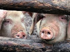 España prohíbe la importación de jabalíes por la peste porcina africana
