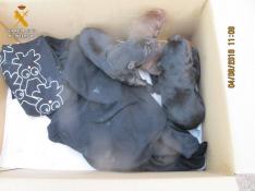 Hallados cuatro cachorros de perro en el interior de una bolsa de papel en Malanquilla