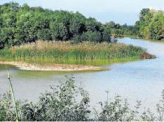 El Ebro discurre por el soto de la Madraza. Novillas.