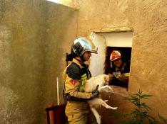 Los Bomberos de Tarazona han rescatado con vida al animal en una complicada operación tras el derrumbe de una casa en Novallas.