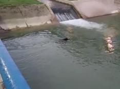 Un jabalí se da un baño en el río Vero en Barbastro