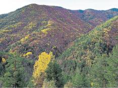 Vista panorámica del bosque de la Pardina del Señor, en otoño.