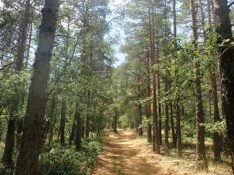 Sierra del Tremedal, en Orihuela del Tremedal, donde se ha desarrollado la investigación Therapy Forest, sobre baños forestales.