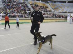 Perros adiestrados en detección de estupefacientes de la Policía Local