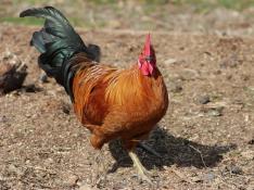Desmantelan un criadero de gallos para peleas con 221 aves en mal estado