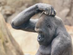 Un gorila se rasca la cabeza