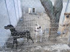 Imagen de varias jaulas exteriores en la perrera de Peñaflor.