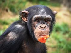 Una campaña cambia móviles viejos por el apadrinamiento de chimpancés