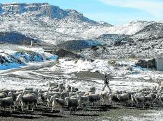 José Ramón San Miguel vigila el rebaño de ovejas de su familia. A su derecha, el pueblo de Bádenas.