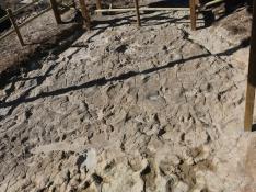 Primera exhibición en España con huesos originales de un dinosaurio en su propio yacimiento
