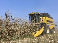 Un agricultor, en plena recolección de maíz en un campo aragonés.