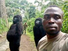 Gorilas con sus cuidadores