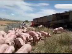 Vuelca un camión con cerdos en Torres de Berrellén