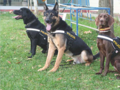 Guias caninos Policia Nacional