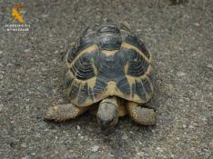 El ejemplar de tortuga se encuentra a salvo en el centro del Seprona en La Alfranca