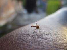 es una enfermedad causada por un virus que habitualmente se trasmite a través de la picadura de un mosquito.