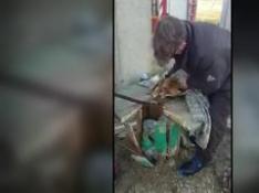 Rescate de un zorro atrapado en una bobina de madera