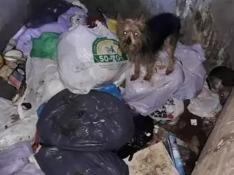 Uno de los once perros rescatados con vida en en contenedores soterrados en Alicante.