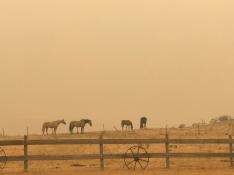Los caballos pastan en medio de la bruma en Jindabyne, un municipio afectado por el incendio forestal de Dunns Road, en Nueva Gales del Sur, Australia
