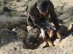 Decenas de 'cazarrecompensas' llegan a Épila para acabar con la plaga de conejos
