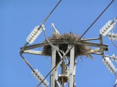 Los nidos de cigueña causan constantes averías en la red eléctrica de la zona.