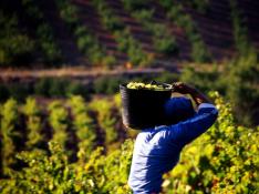 El vino con denominación de origen Calatayud subió sus ventas un 20% en el inicio de año