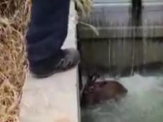 La Guardia Civil salva a un corzo que había caído a una acequia en Gelsa