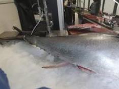 Un atún de 80 kilos, protagonista matutino en el Mercado Central de Zaragoza