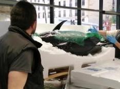 Un atún de 285 kilos recala en el Mercado Central de Zaragoza