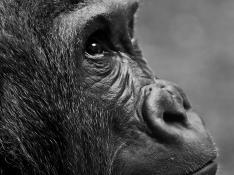 Foto de archivo de un gorila