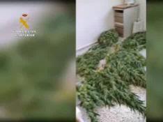 Dos vecinos de Aniñón, investigados por el cultivo de tres plantaciones de marihuana
