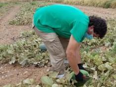 Potenciar la comercialización del melón de Torres de Berrellén, objetivo de Gardeniers