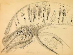 Dibujo de Santiago Ramón y Cajal