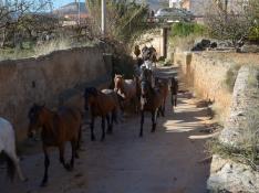 Rebaño de caballos por Villaspesa.