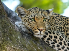 Leopardo, imagen de archivo.