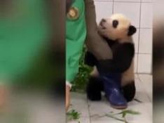 Se hace viral un vídeo oso panda... muy cariñoso con su cuidador