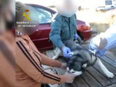 Desmantelan un criadero ilegal de husky siberiano