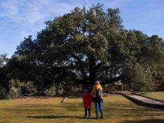 Dos personas observan la encina milenaria, Carrasca de Lecina, en la provincia de Huesca, que es candidata a ser el árbol europeo del año 2021. gsc