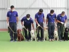 Perros entrenados para detectar la covid